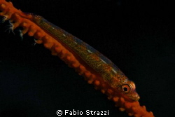 Red Goby
Canon 60d - Macro Canon 100mm
Nauticam Housing... by Fabio Strazzi 